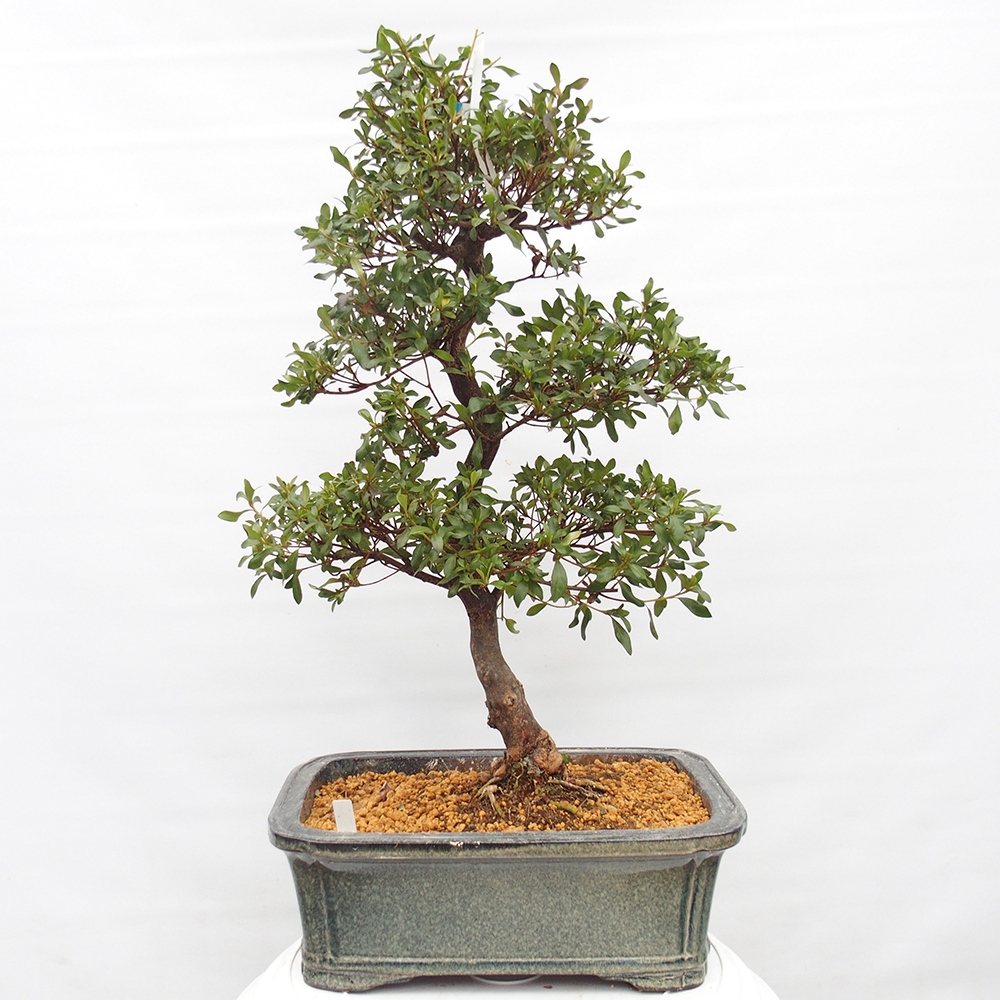 Bonsai zewnętrzne - Azalia japońska - Azalia Kisshoten