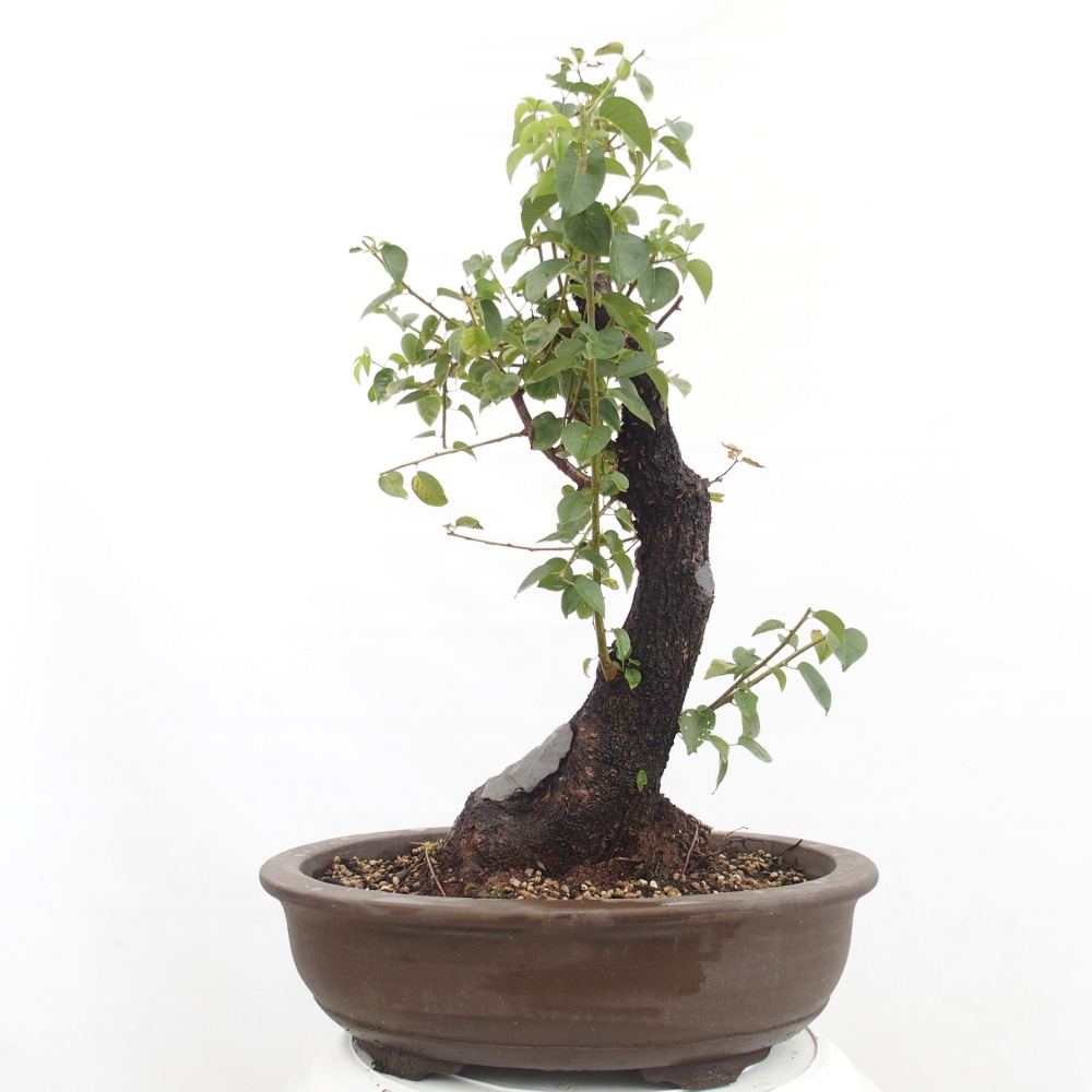 Bonsai na zewnątrz - Mahalebka - Prunus mahaleb