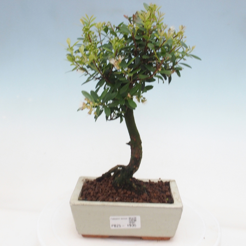 Pokój bonsai - Syzygium - Pimentovník