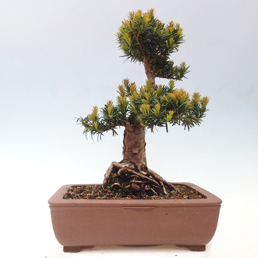 Bonsai na zewnątrz - Taxus cuspidata - cis japoński