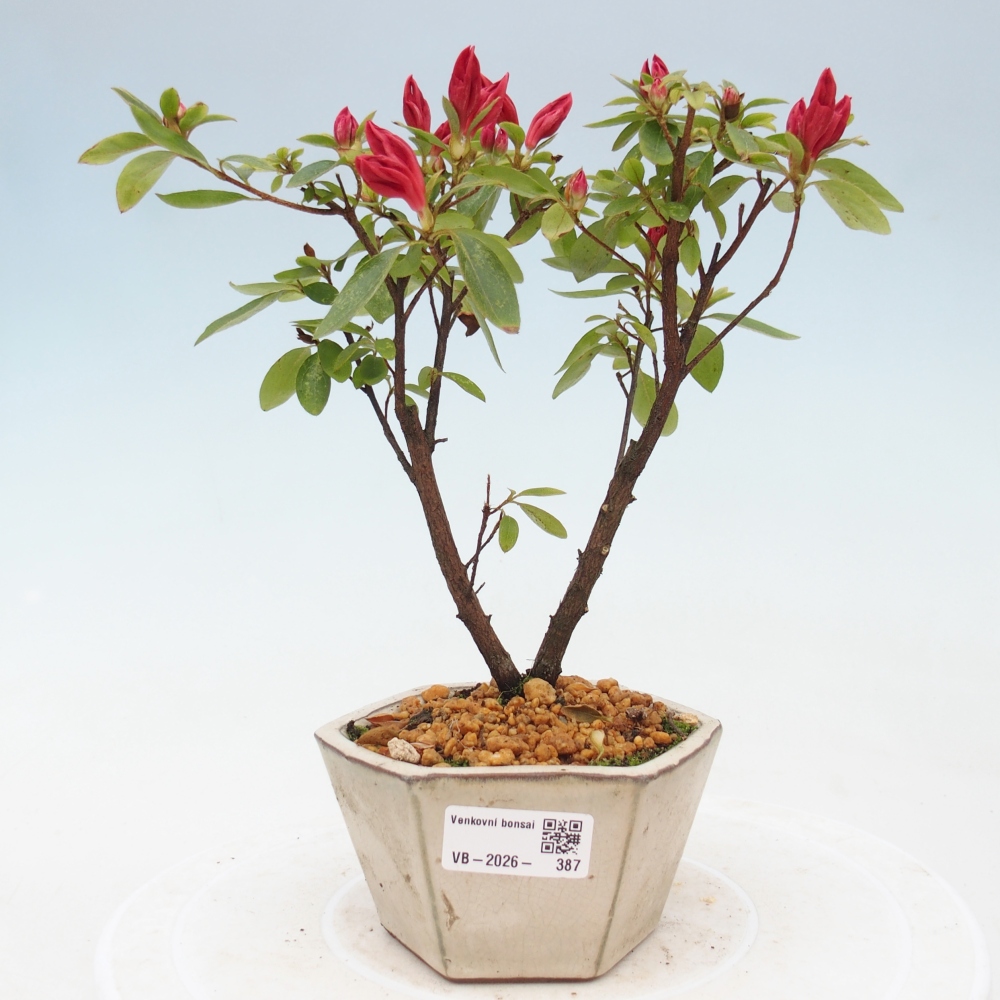 Outdoor bonsai - Azalia japońska - Azalea sp.