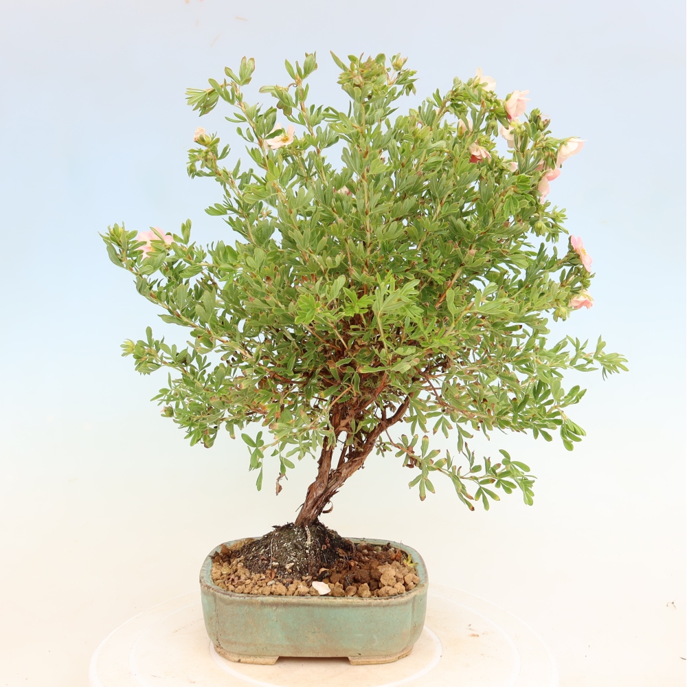 Bonsai ogrodowe – Potentilla fruticosa – Potentila fruticosa Bellissima