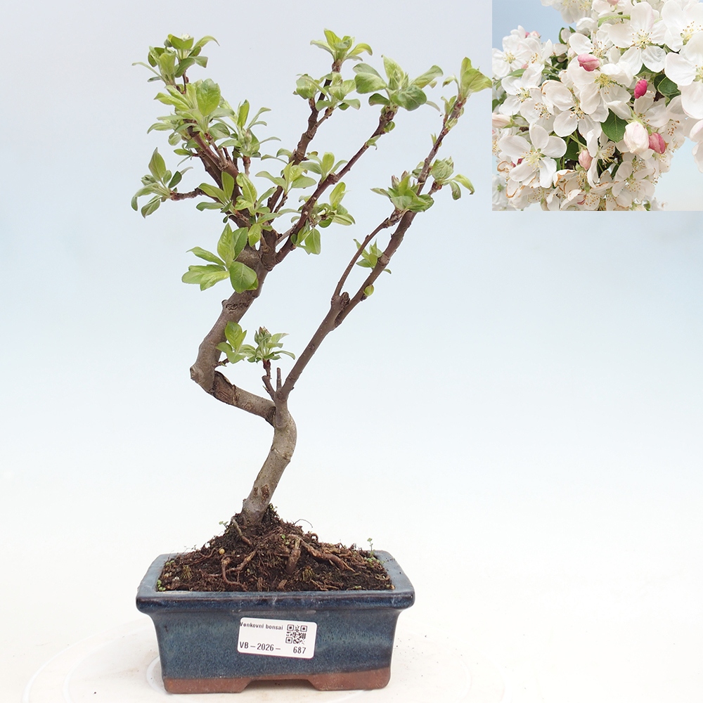 Outdoor bonsai - Malus halliana - Jabłoń drobnoowocowa
