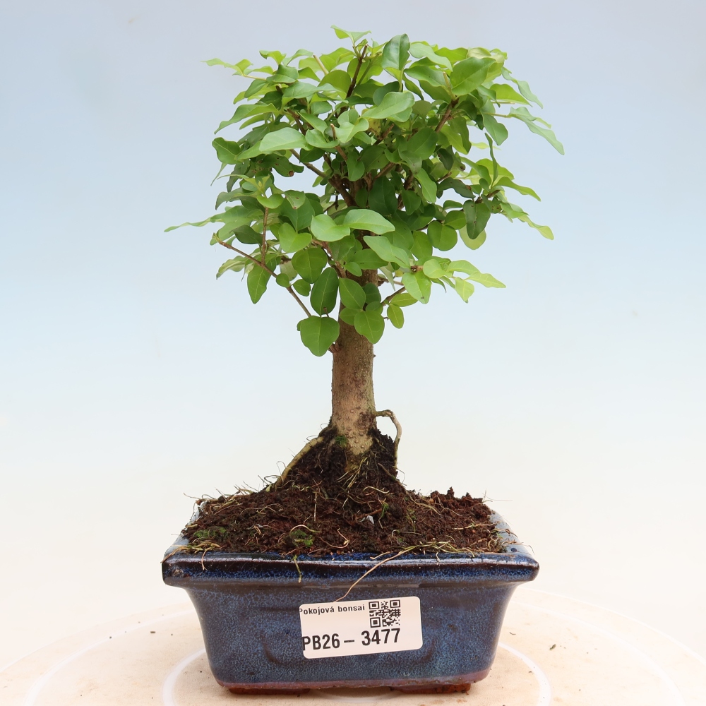 Pokój bonsai - Ligustrum chinensis - Dziób ptaka