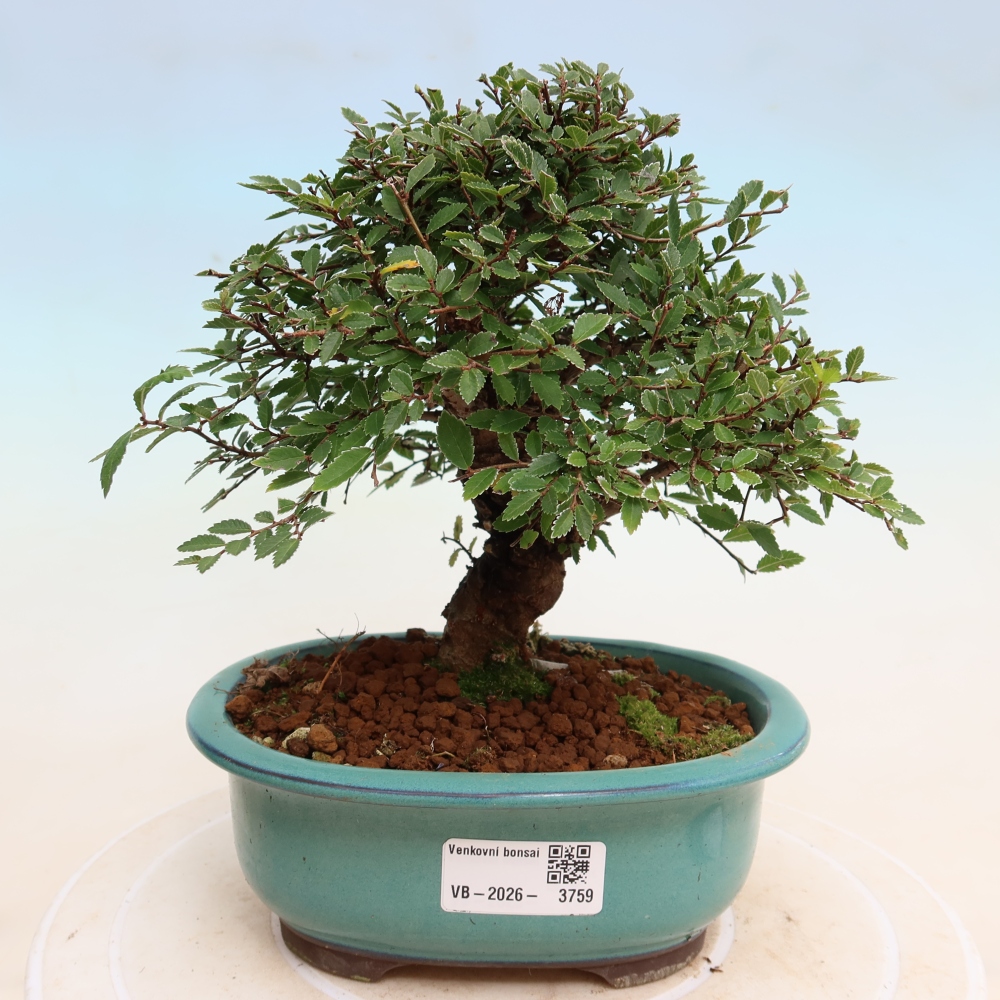 Bonsai zewnętrzne - Zelkova - Zelkova NIRE