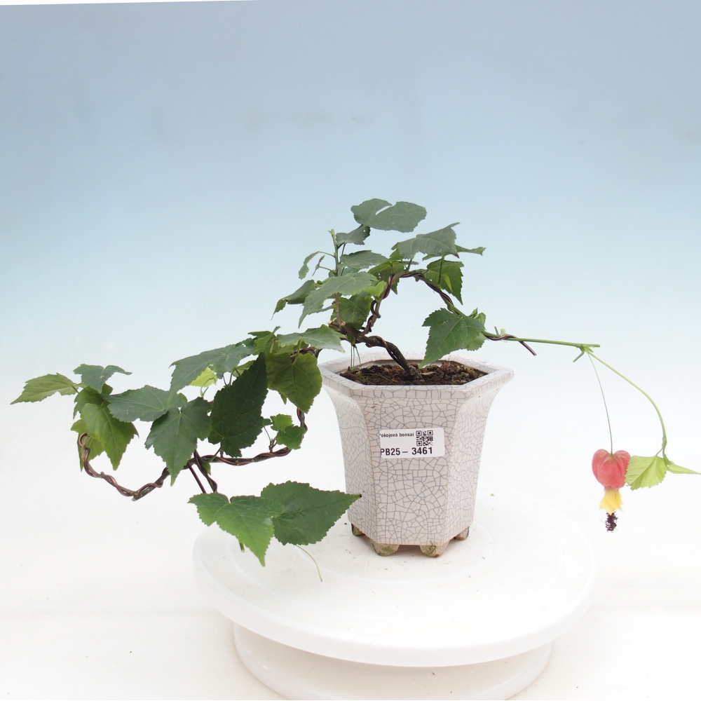 Bonsai domowe - Abutilon Big Bell - Cloudberry