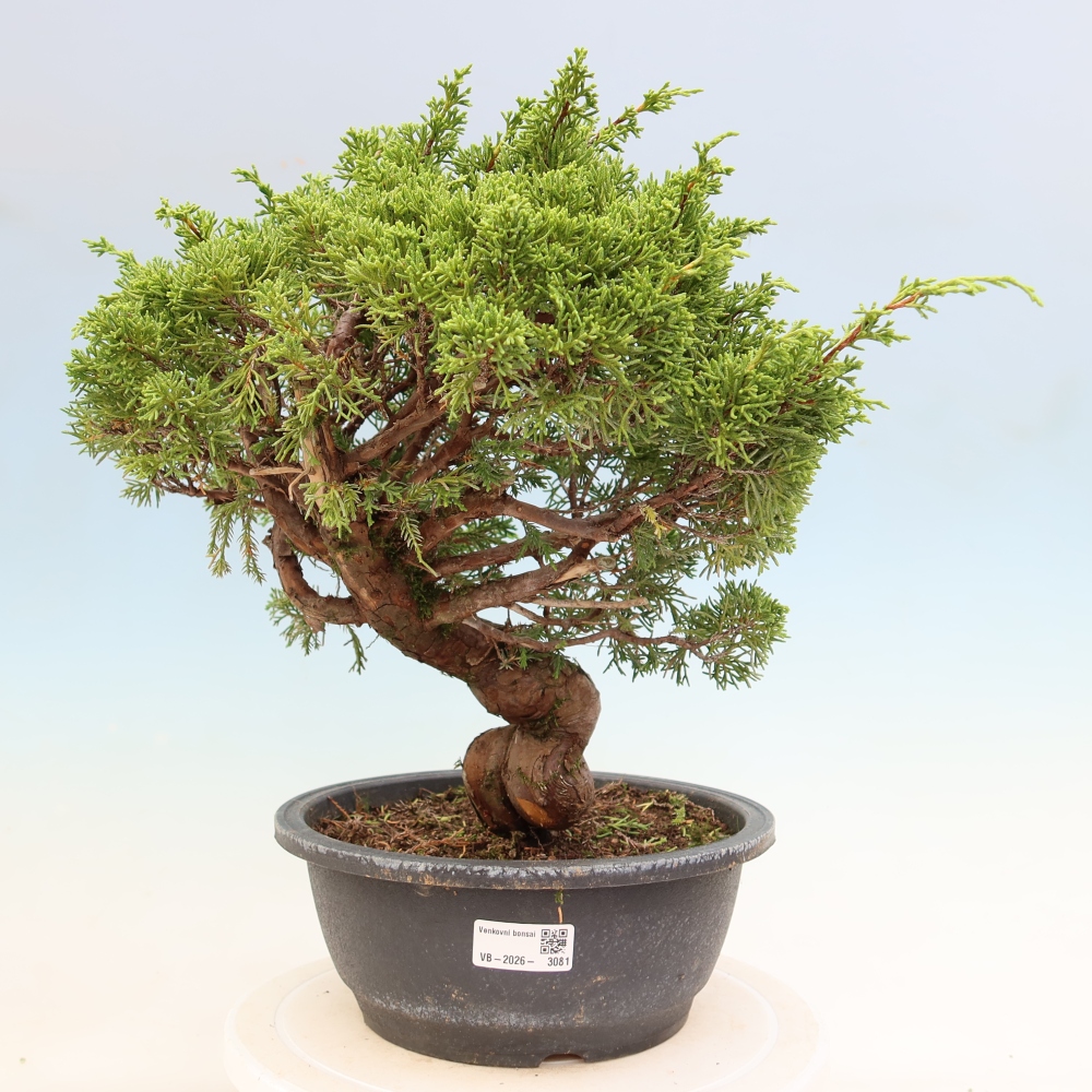 Bonsai ogrodowe – Juniperus chinensis Itoigawa – jałowiec chiński