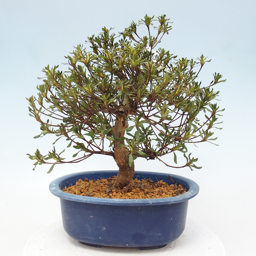 Bonsai zewnętrzne - Azalia japońska - Azalea Ryusen