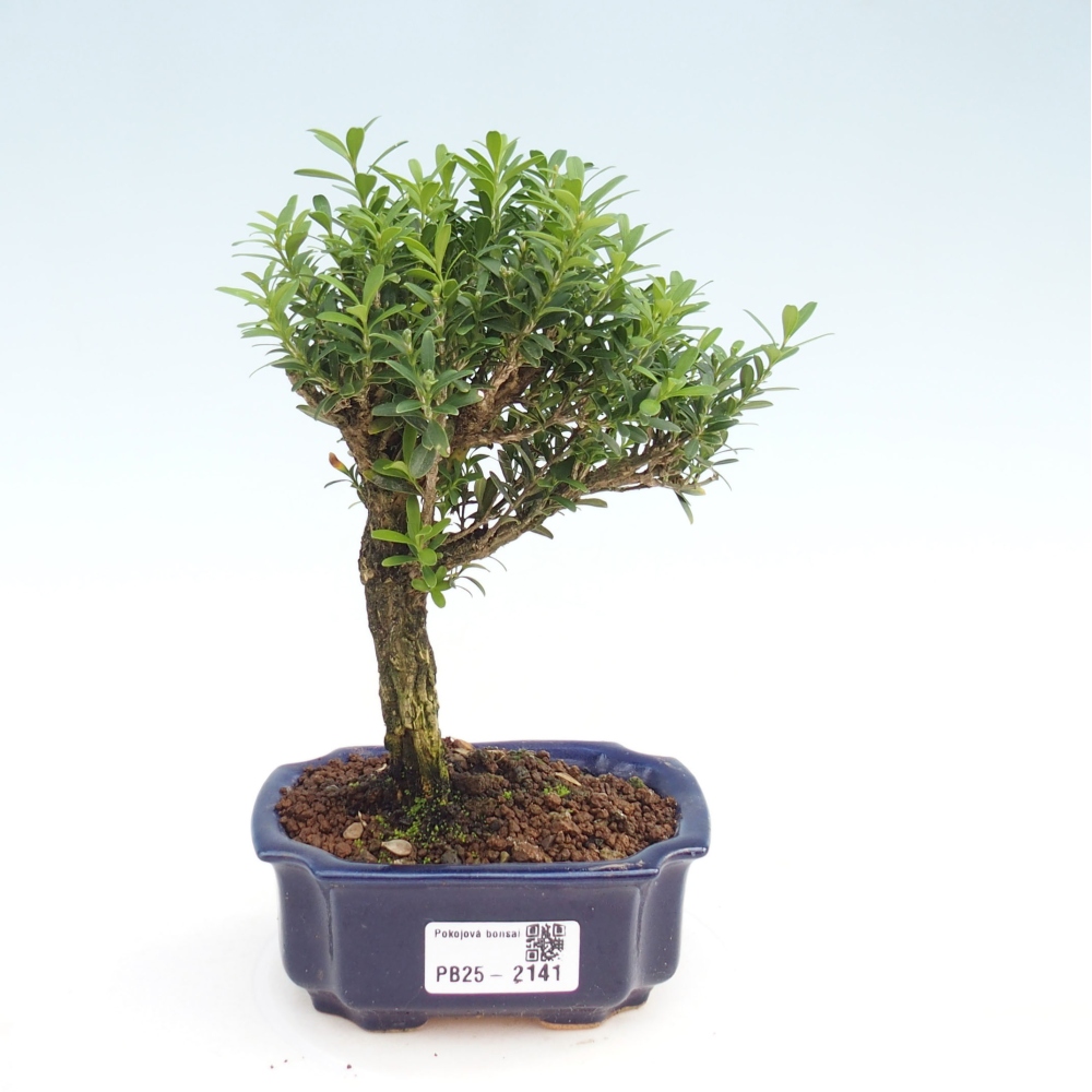 Bonsai pokojowe - Buxus harlandii - buxus korkowy