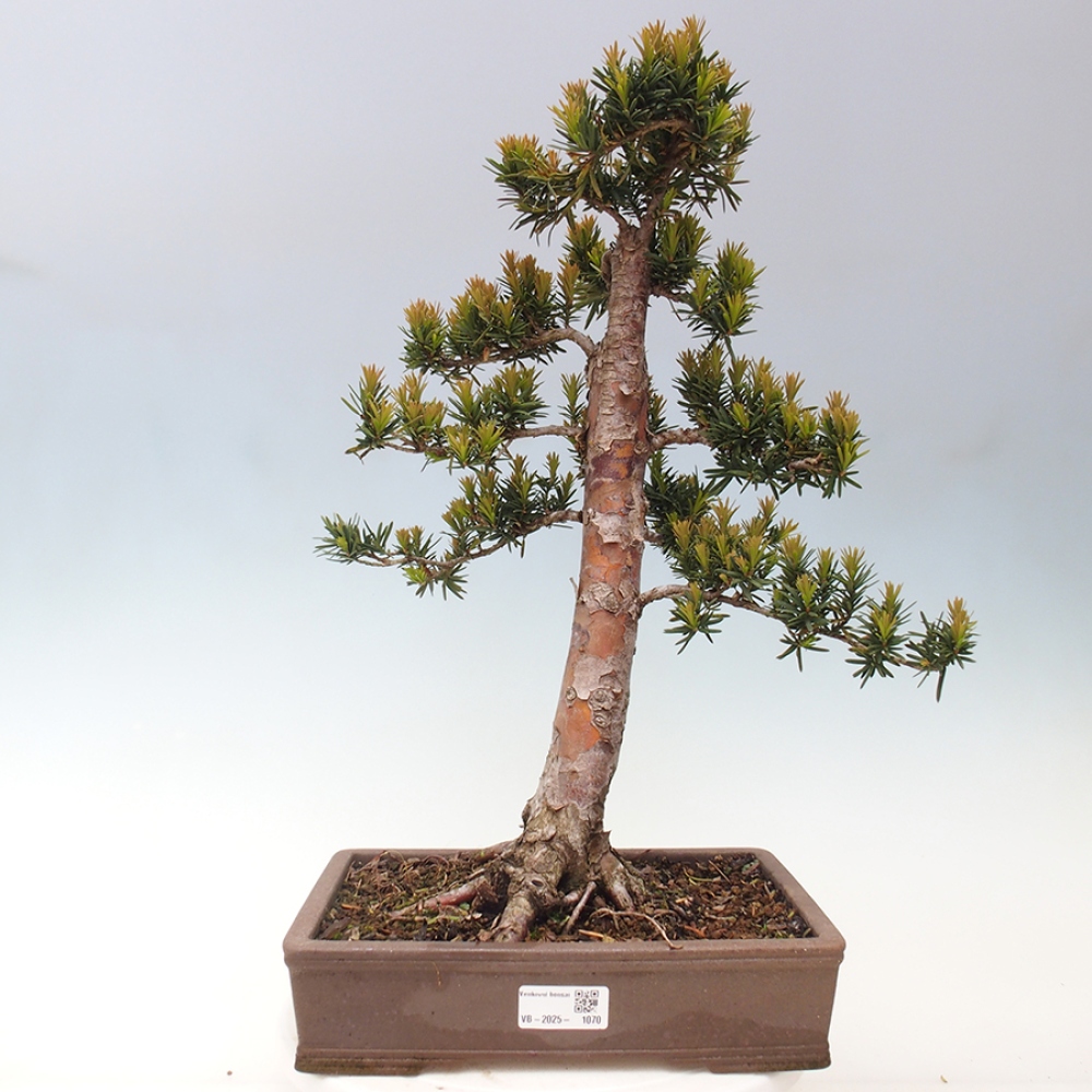 Bonsai na zewnątrz - Taxus cuspidata - cis japoński