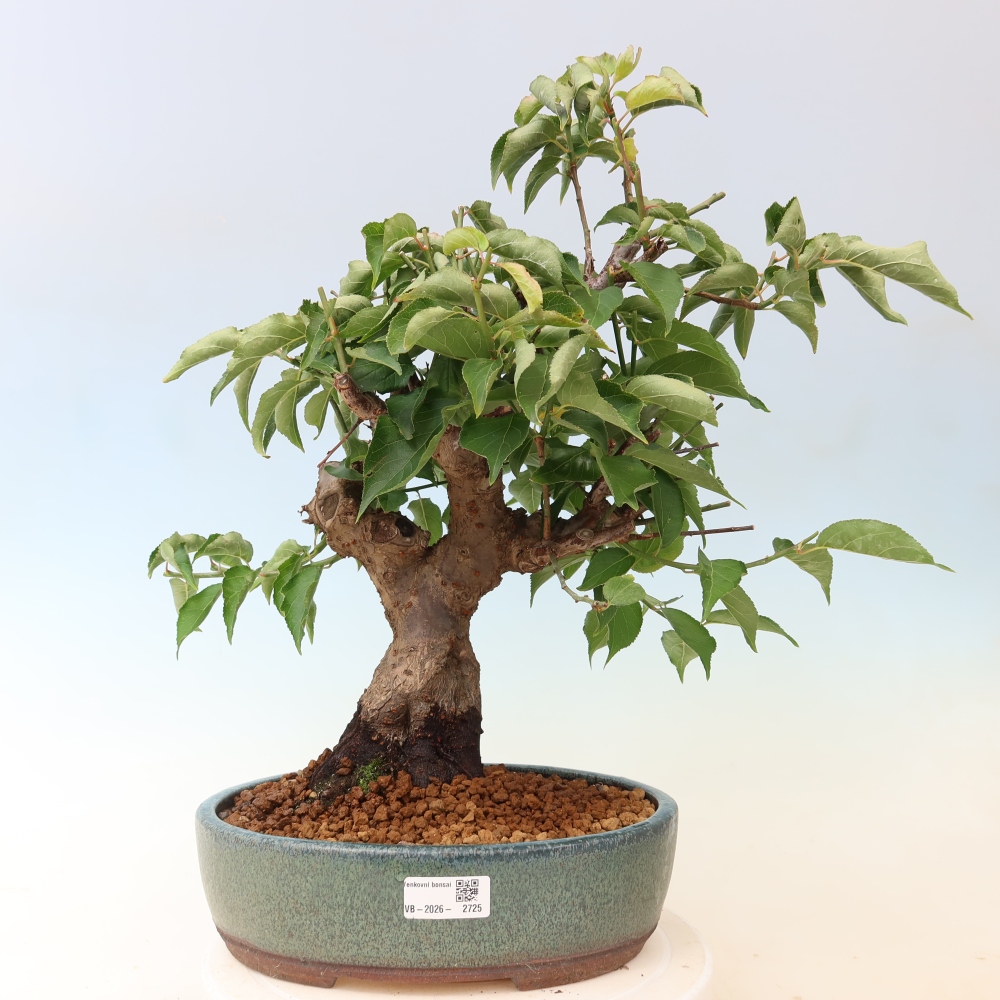 Bonsai ogrodowe – japońska śliwka – Prunus Mume