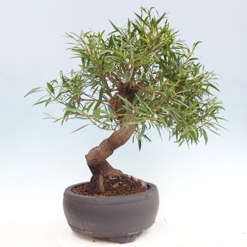 Pokój bonsai - Ficus nerifolia - figowiec drobnolistny