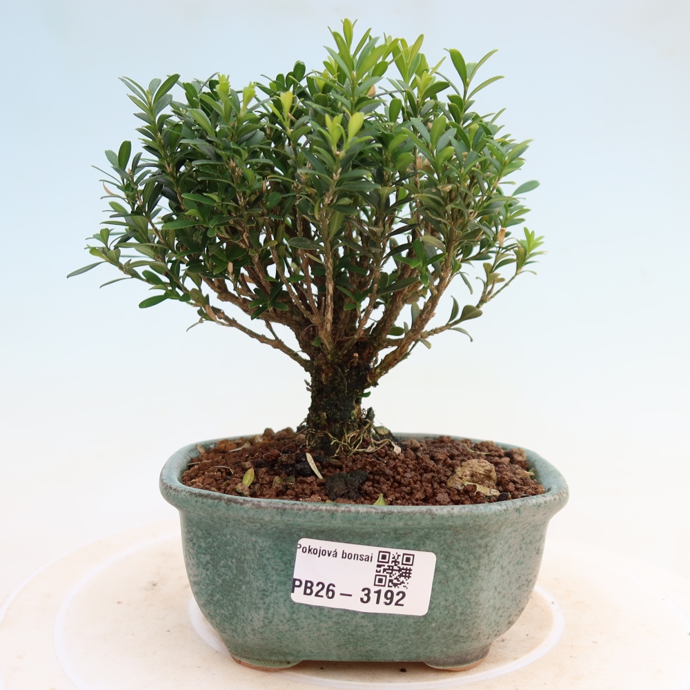 Pokój bonsai - Buxus harlandii - buxus korkowy