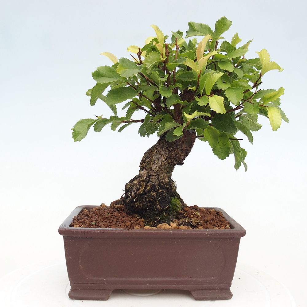 Bonsai zewnętrzne - Zelkova - Zelkova NIRE
