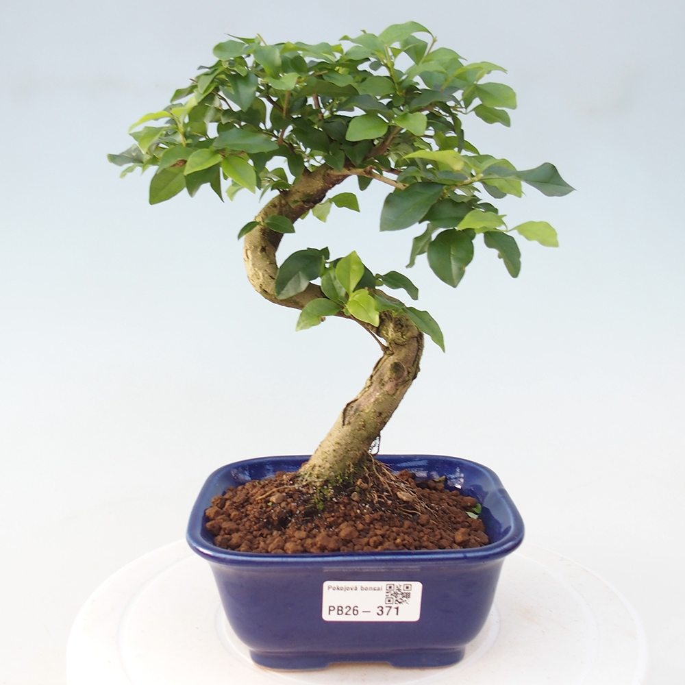Pokój bonsai - Ligustrum chinensis - Dziób ptaka