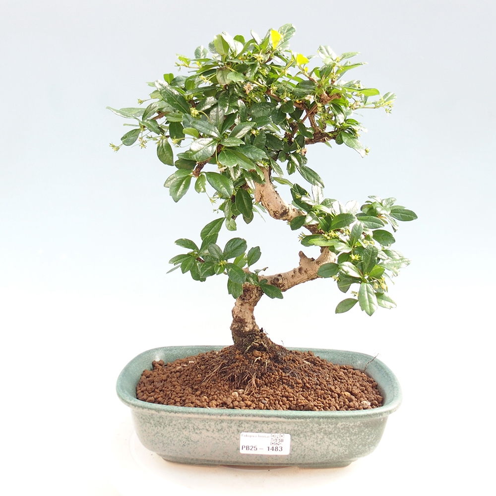 Pokój bonsai - Carmona macrophylla - Tea fuki