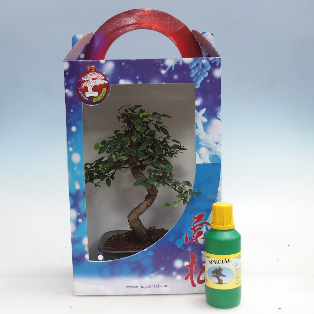 Ulmus parvifolia - wiąz chiński