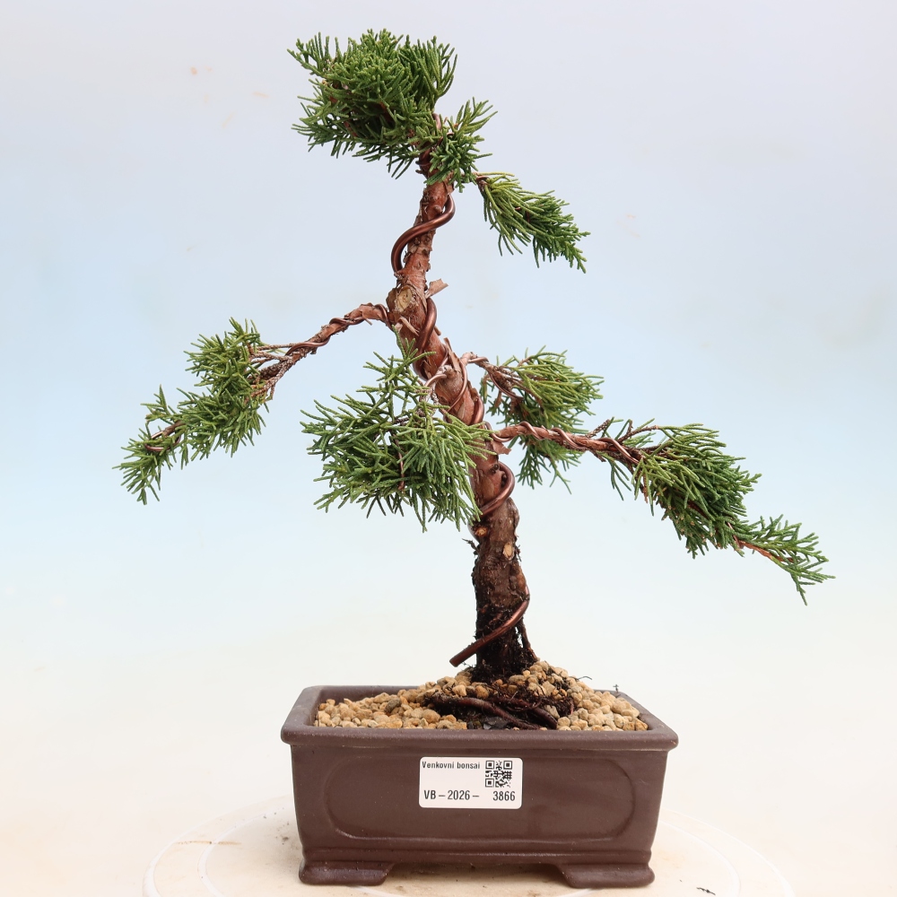 Outdoor bonsai - Juniperus chinensis Kishu