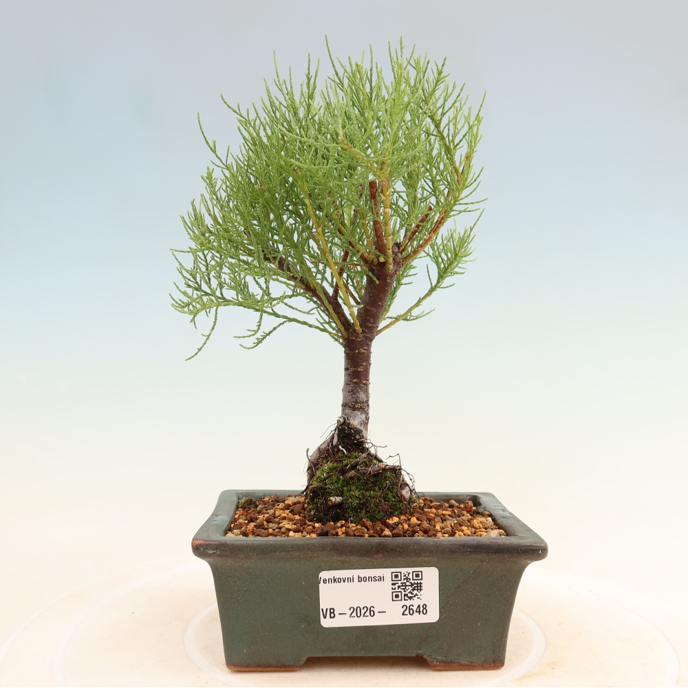 Bonsai ogrodowe – Tamaryszek – Tamarix