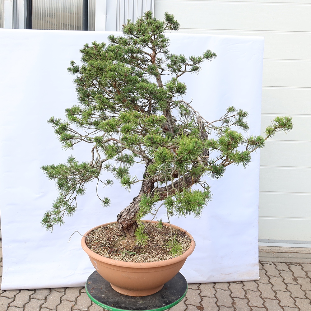 Pinus sylvestris Hiszpania – sosna zwyczajna