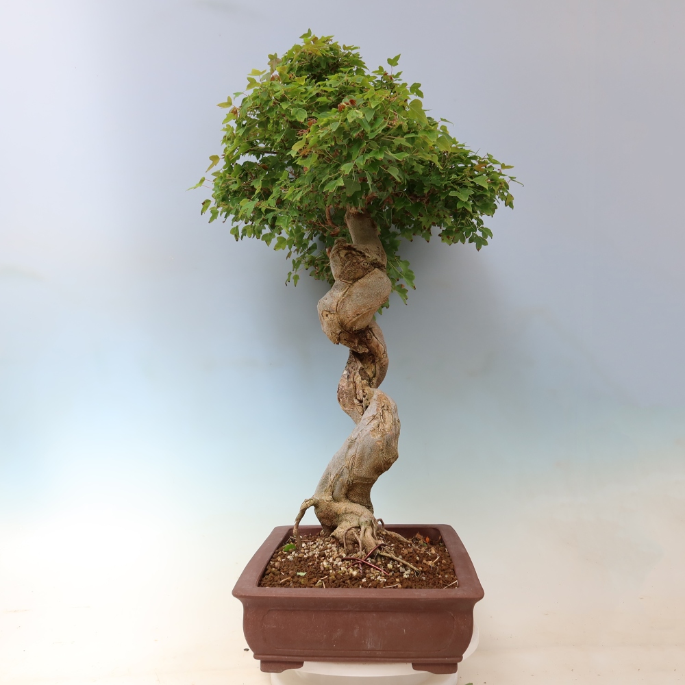 Outdoor bonsai - Acer Buergerianum - Klon Burger