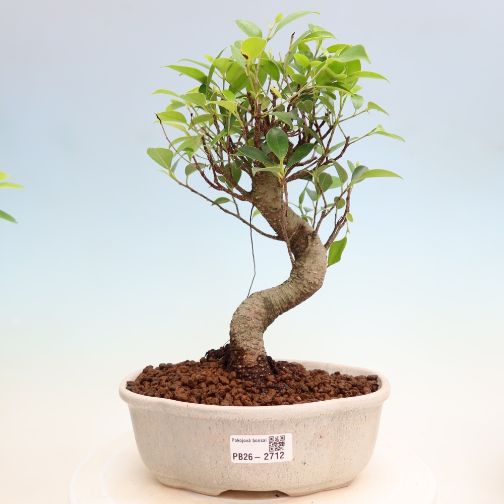 Pokój bonsai - Ficus kimmen - figowiec drobnolistny