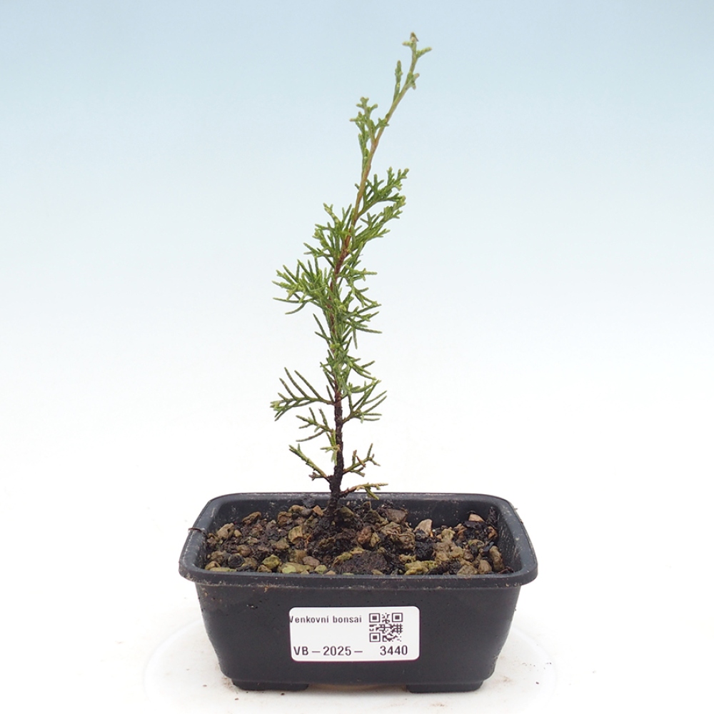 Outdoor bonsai - Juniperus chinensis Itoigawa - Jałowiec chiński