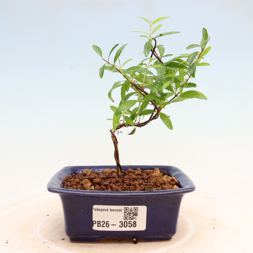 Pokój bonsai - PUNICA granatum nana - jabłko granatu