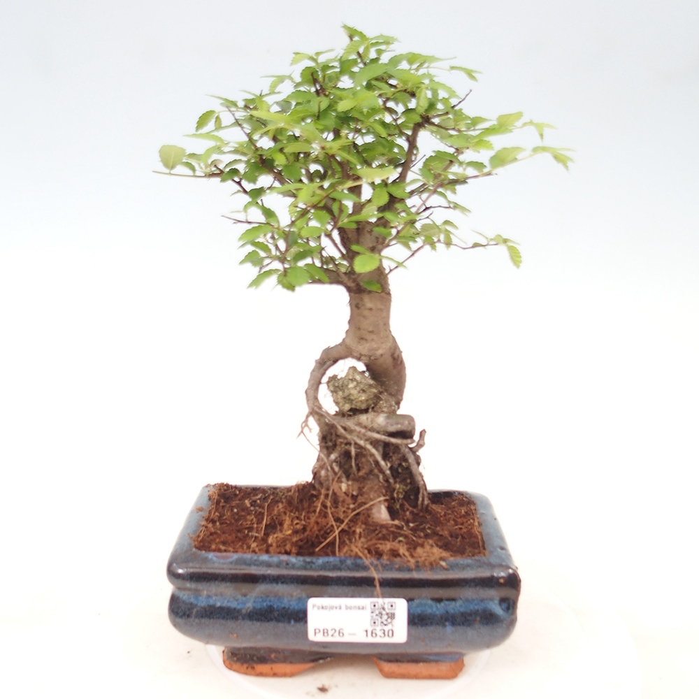 Pokój bonsai - Ulmus parvifolia - Wiąz drobnolistny