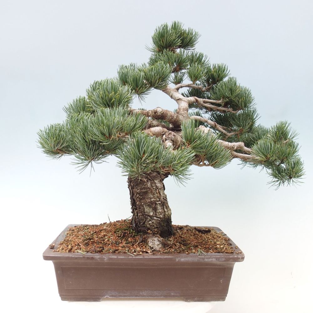 Outdoor bonsai - Pinus parviflora - Mała sosna