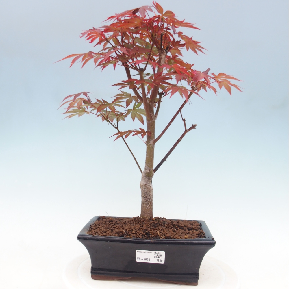 Bonsai zewnętrzne - palma Acer. Klon Atropurpureum-Palmleaf