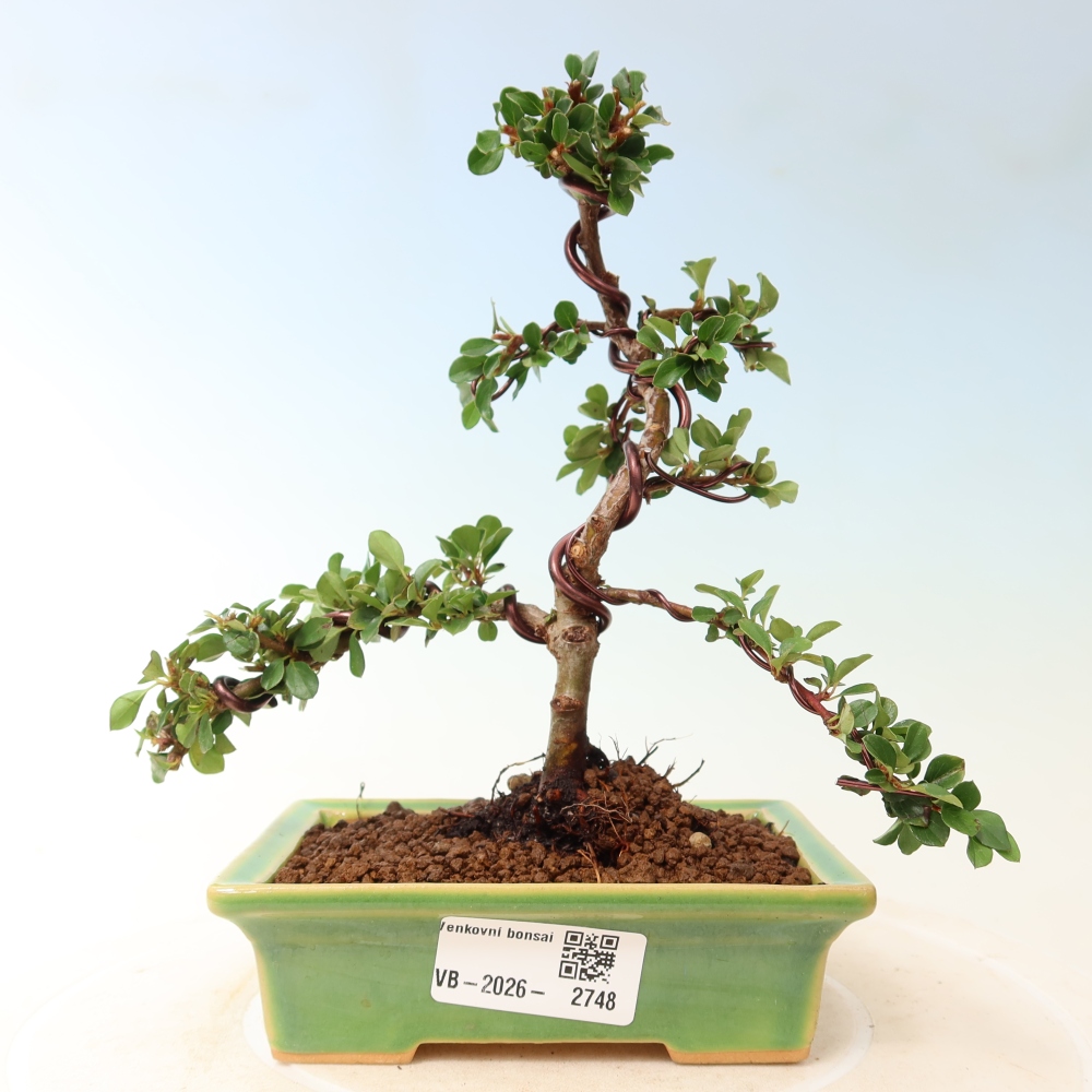 Outdoor bonsai - irga pozioma - Rocky Mountain
