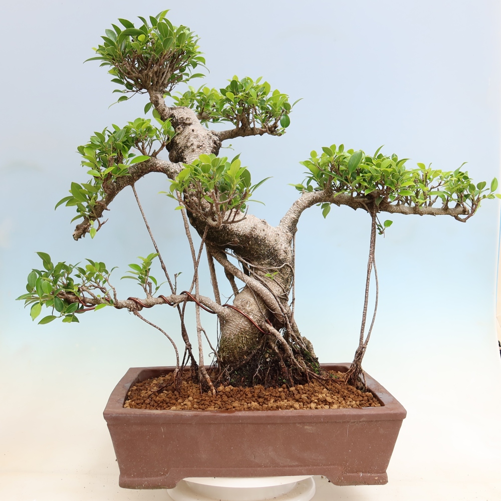 Pokój bonsai - Ficus kimmen - figowiec drobnolistny