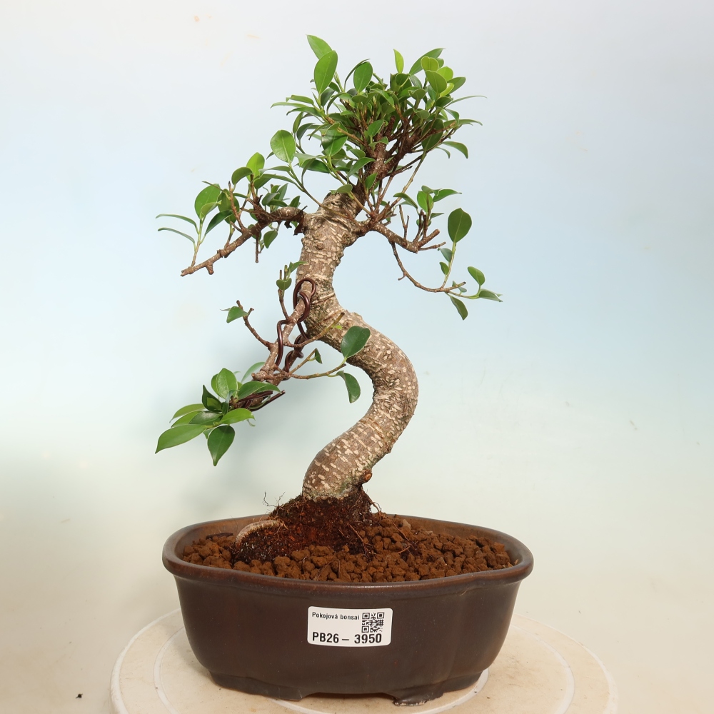 Pokój bonsai - Ficus kimmen - figowiec drobnolistny