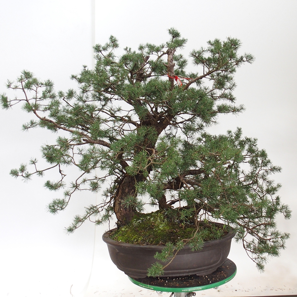 Yamadori - Pinus sylvestris Hiszpania