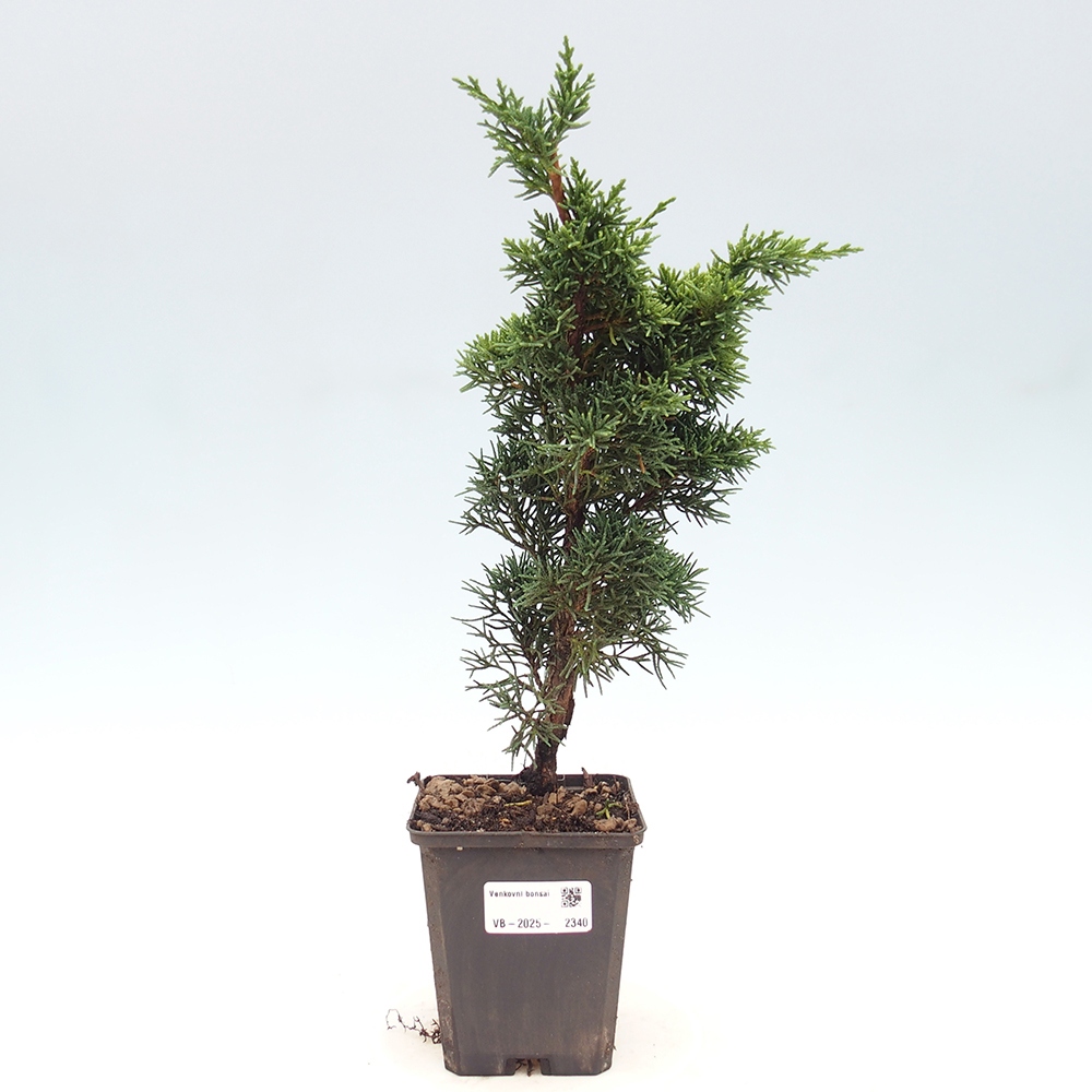 Outdoor bonsai - Juniperus chinensis Kishu - chiński jałowiec