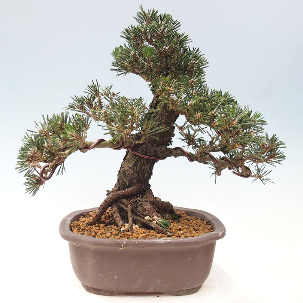 Outdoor bonsai - Pinus thunbergii Kotobuki - Sosna Thunberga