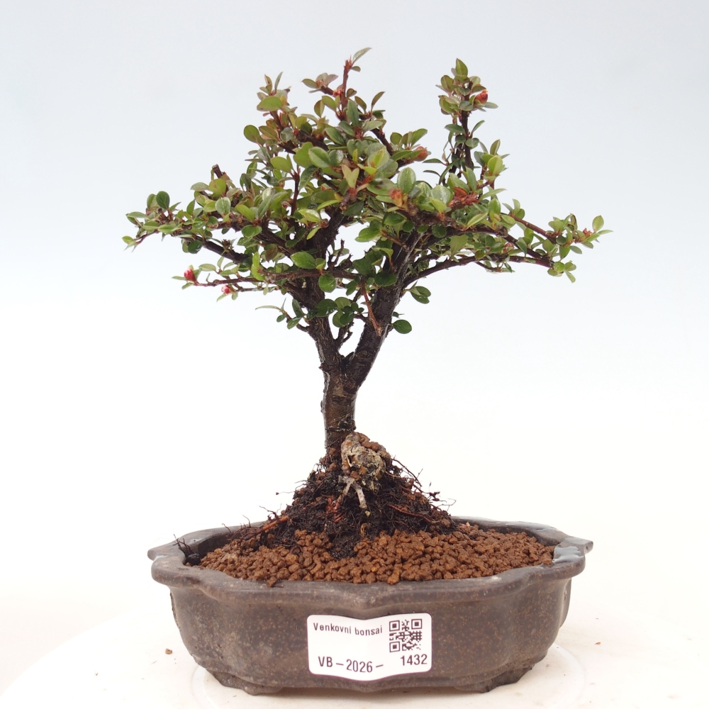 Outdoor bonsai - irga pozioma - Rocky Mountain