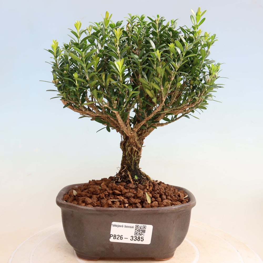 Pokój bonsai - Buxus harlandii - buxus korkowy