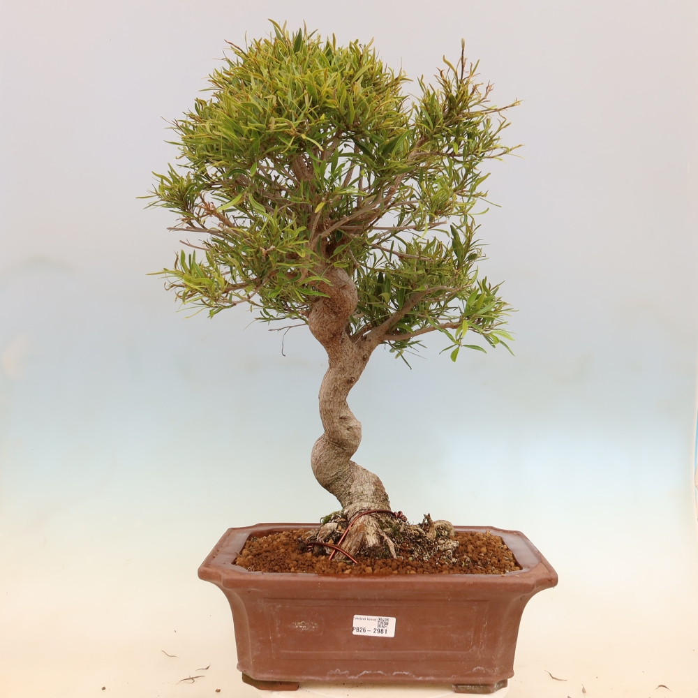 Pokój bonsai - Ficus nerifolia - figowiec drobnolistny