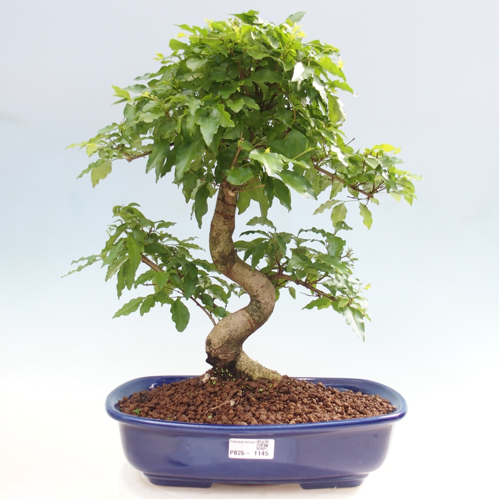 Pokój bonsai - Ligustrum chinensis - Dziób ptaka