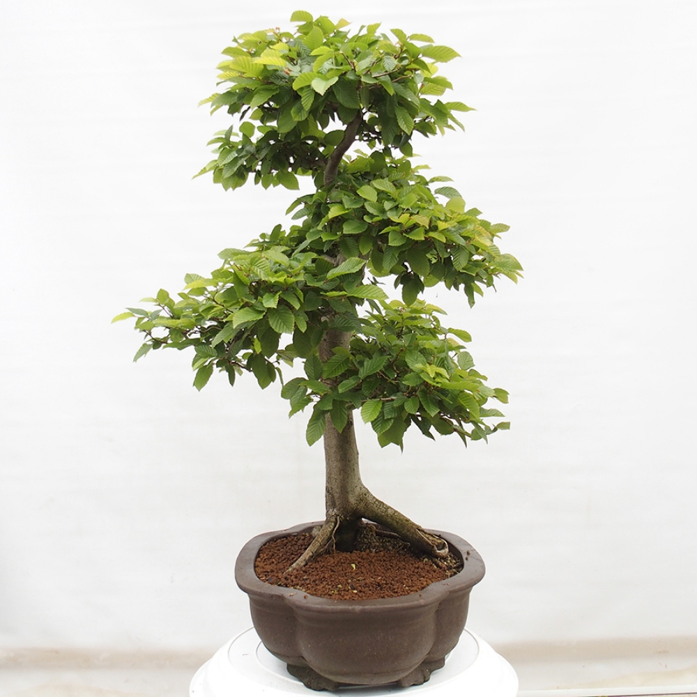 Bonsai zewnętrzne - Grab - Carpinus betulus