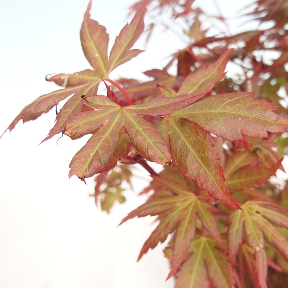 Outdoor bonsai - Acer palmatum - klon kasztanowca