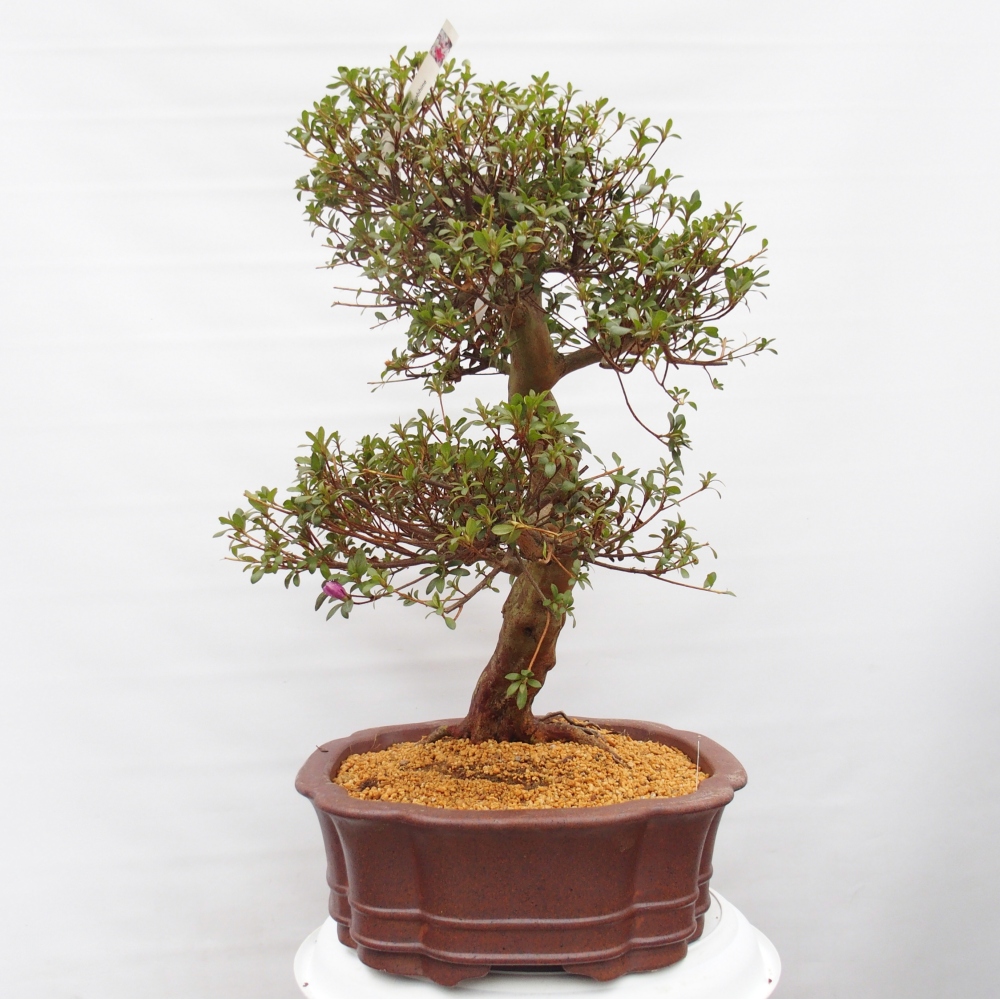 Bonsai zewnętrzne - Azalia japońska - Azalia Miyabihime
