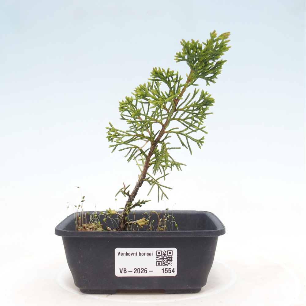 Outdoor bonsai - Juniperus chinensis Itoigawa