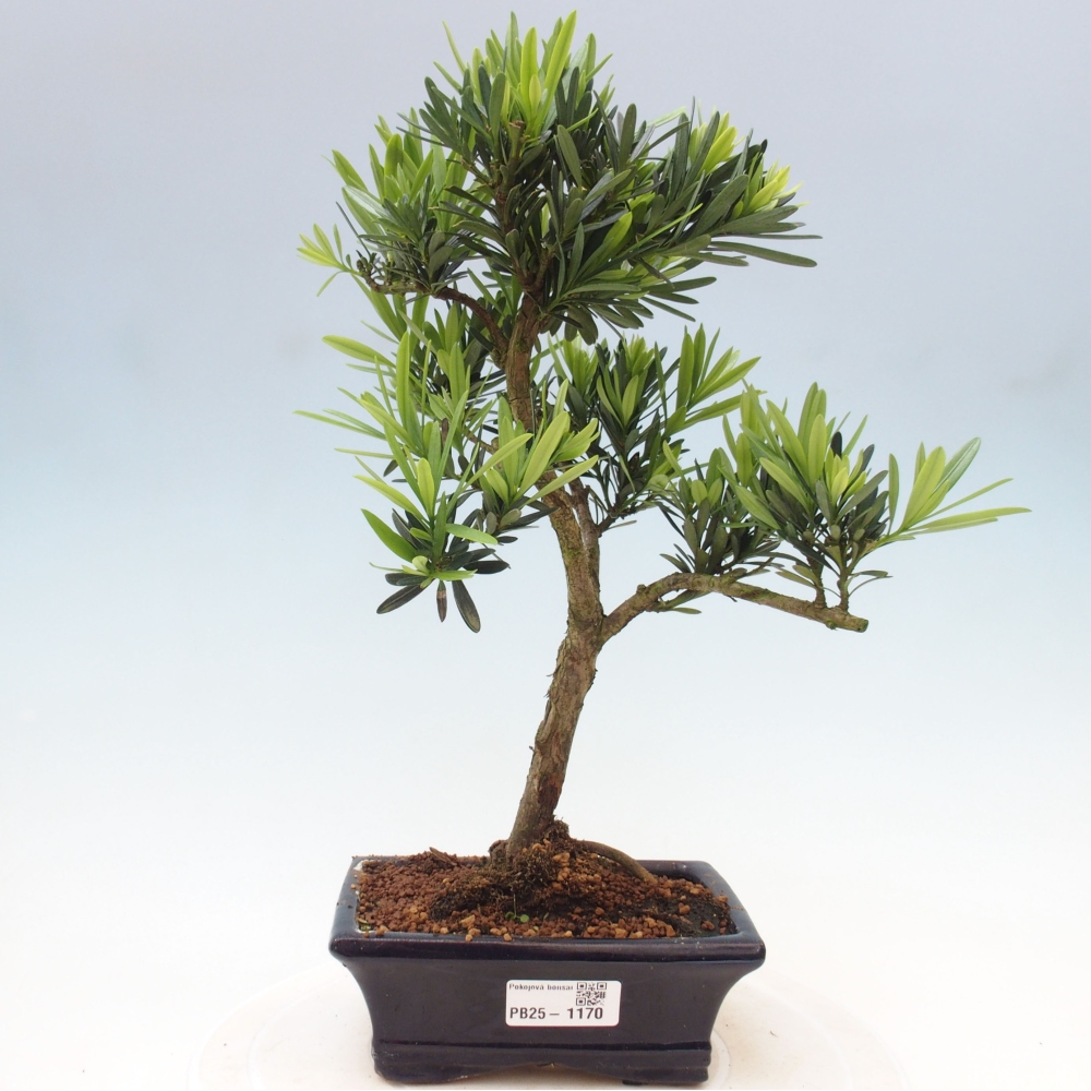 Kryty bonsai - Podocarpus - Kamienny tys