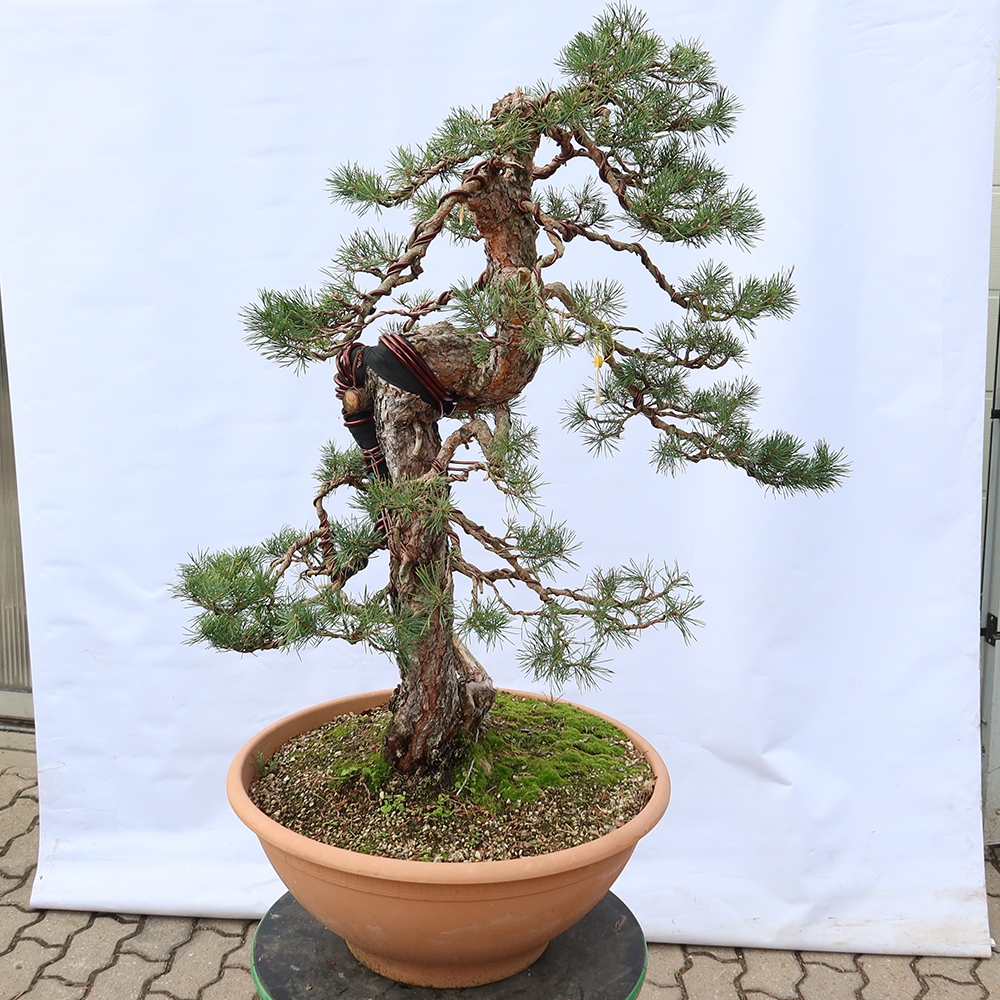 Pinus sylvestris Hiszpania – sosna zwyczajna