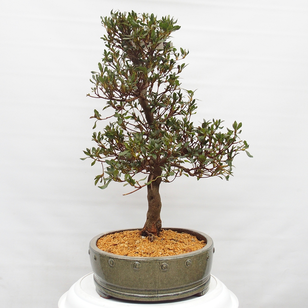 Bonsai zewnętrzne - Azalia japońska - Azalia CHIHIRO