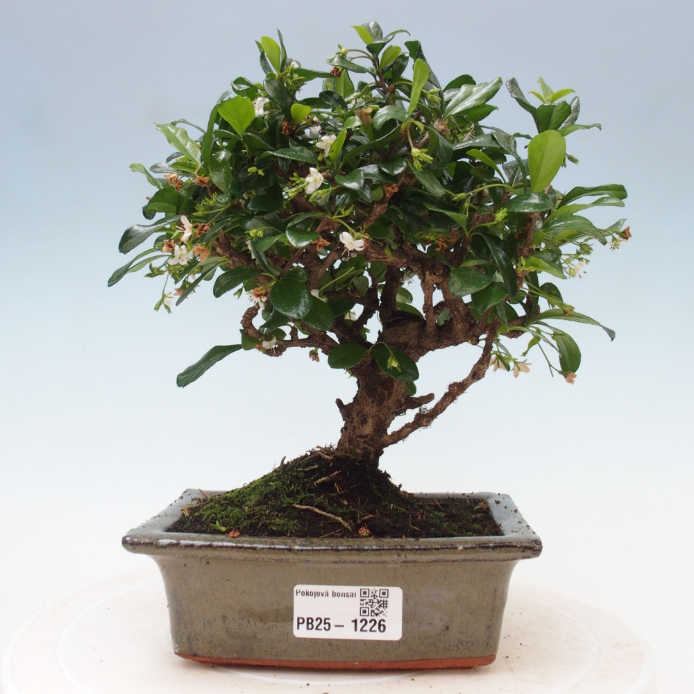 Bonsai wewnętrzne - Carmona makrophylla - Herbata Fuki
