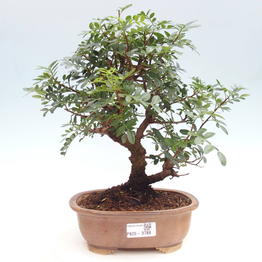 Bonsai pokojowe - Pistacja